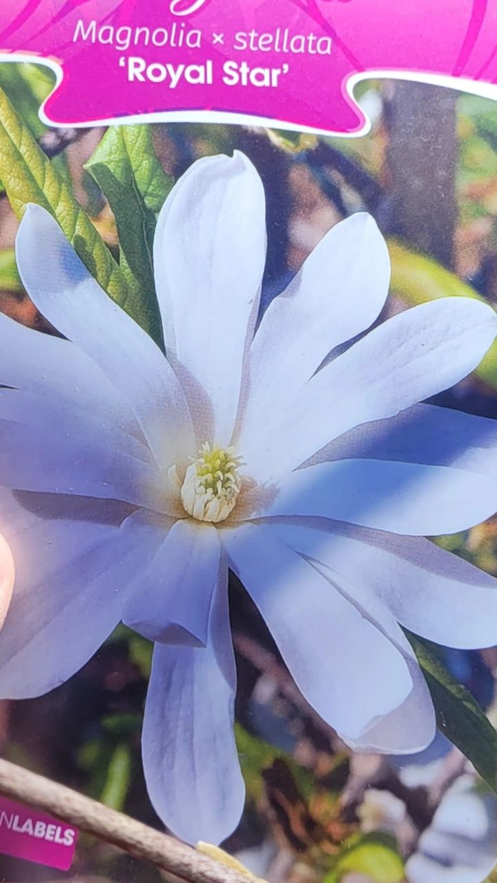 Magnolie 150-180 cm