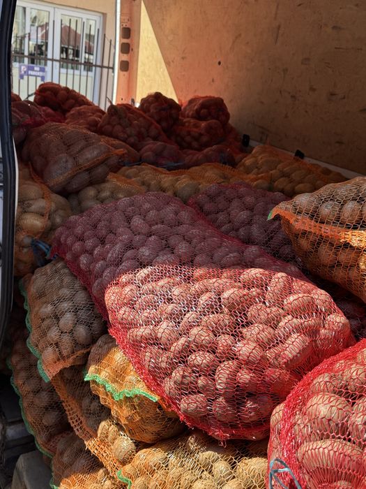 Cartof de consum si de samanta pret imbatabil