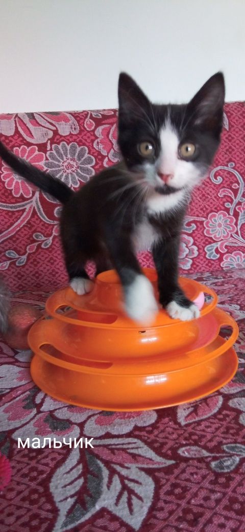 Котята в поисках любящей семьи