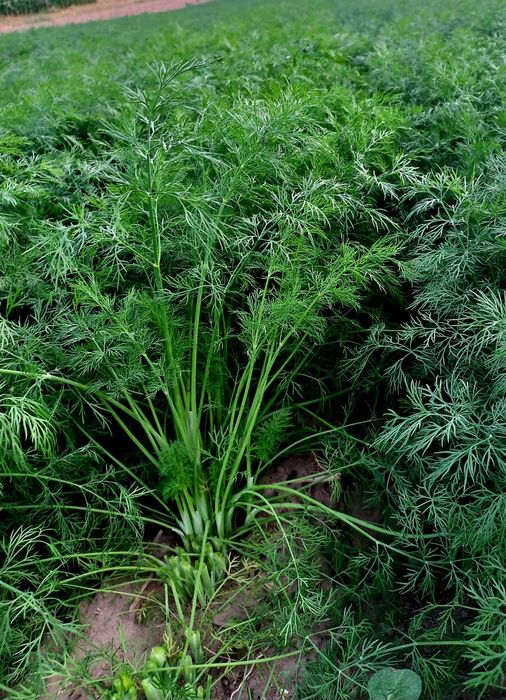Mărar verde proaspăt din producție proprie – 1 leu/legătură sau la kg