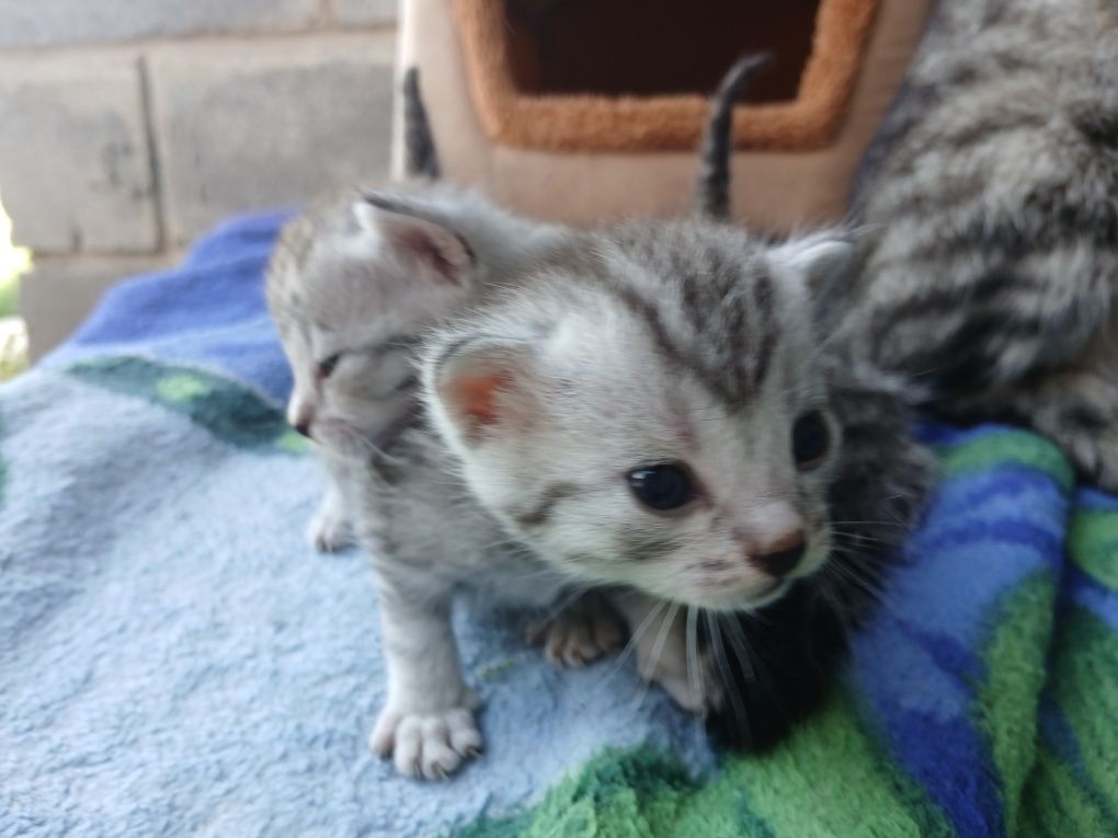 отдам котят 1 месяц , разных окрасов