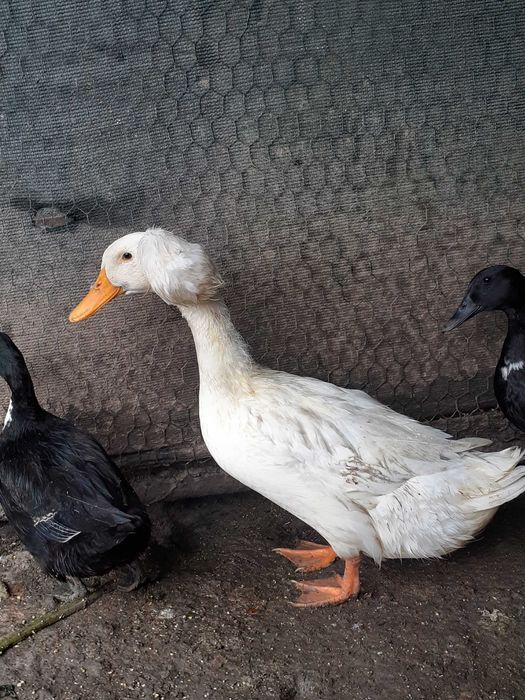 Cocosi si rațe smarald si doi rățoi moțat