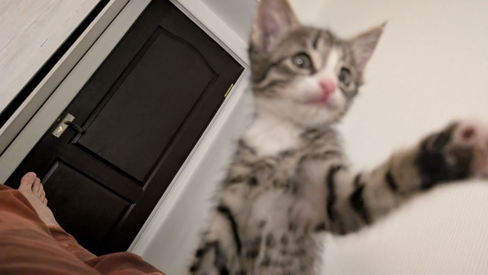 Котёнок в добрые руки!