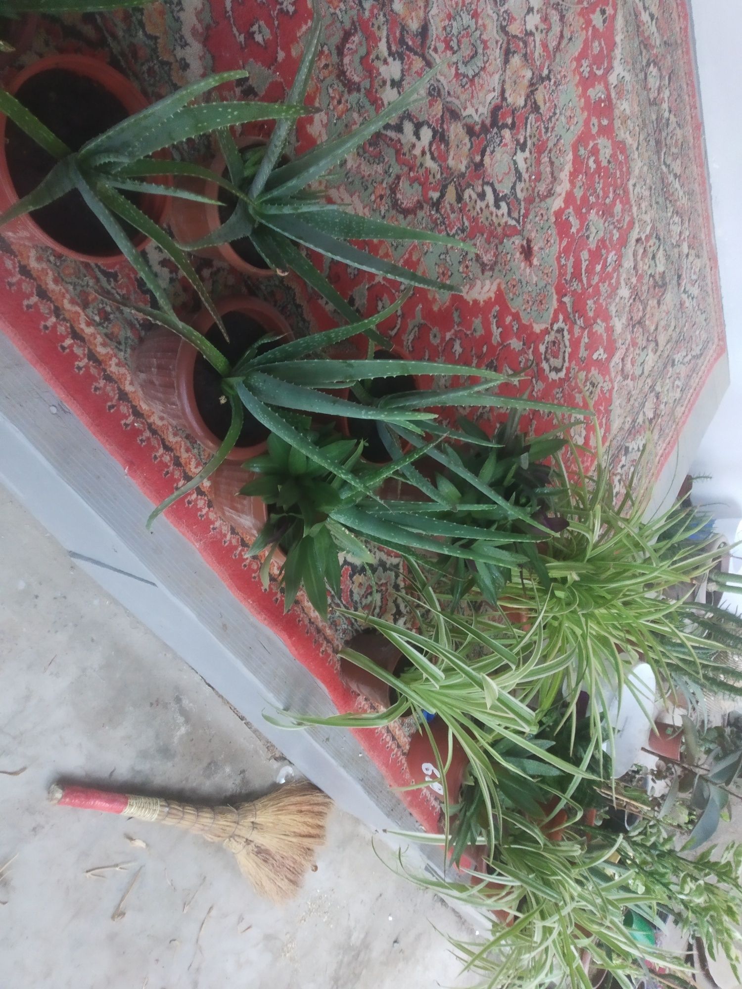 Aloe vera  gullari . Sogʻlom oʻgʻitlangan. Biogomus va torf tuproqli.