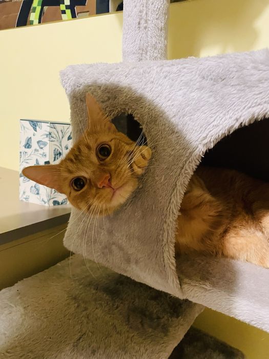 Cronos - motanul jucaus