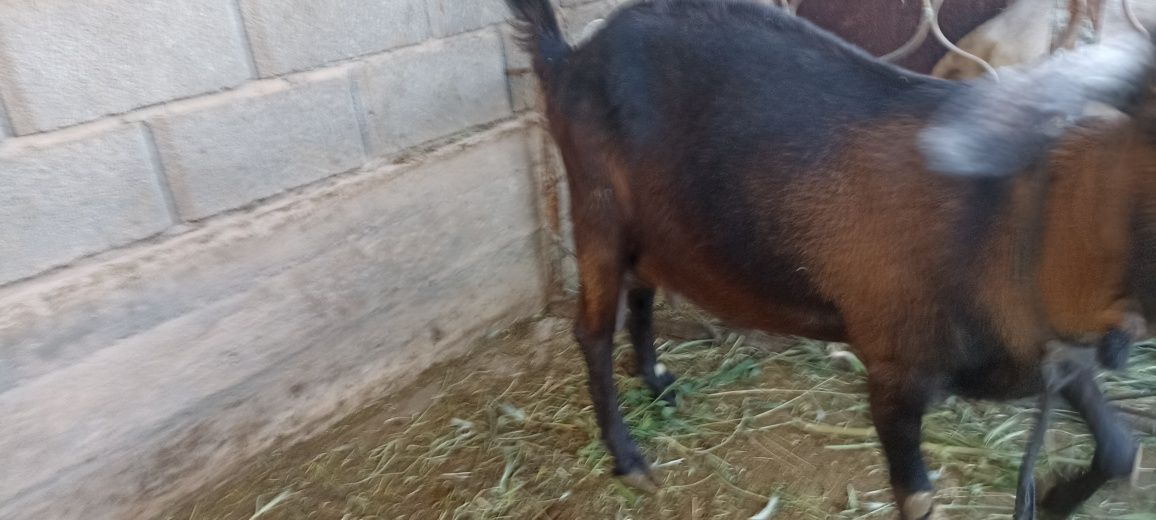 Продам козу англонубиской породы