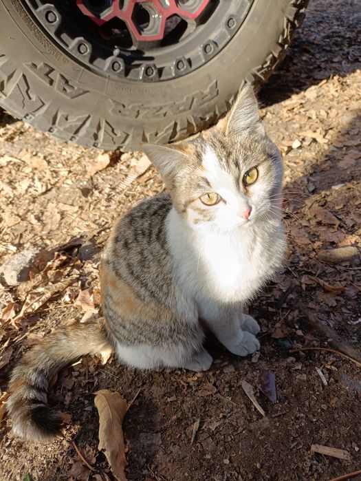 Кошечка ищет дом