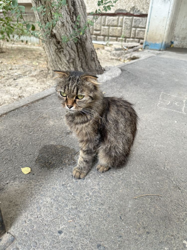Котенок живет во дворе.