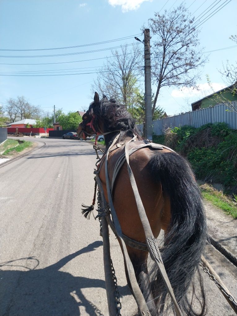 De vânzare cal semigreu