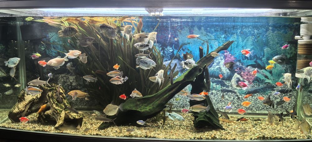 Аквариум 400 литров заводской JEBO