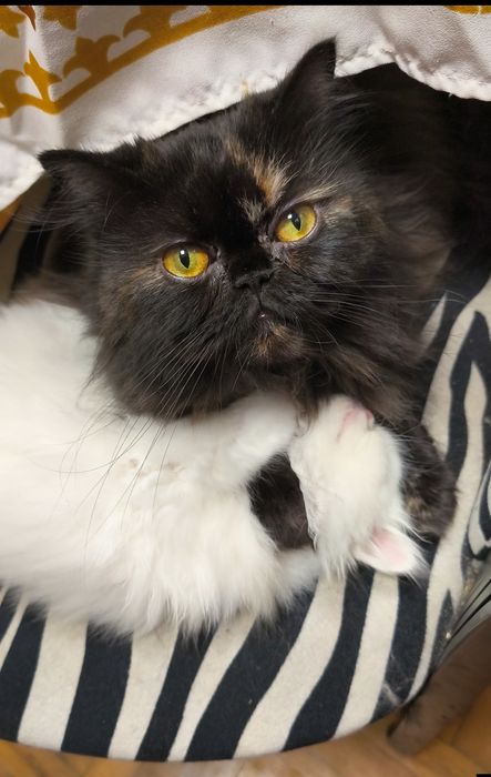 Породисти персийски котета