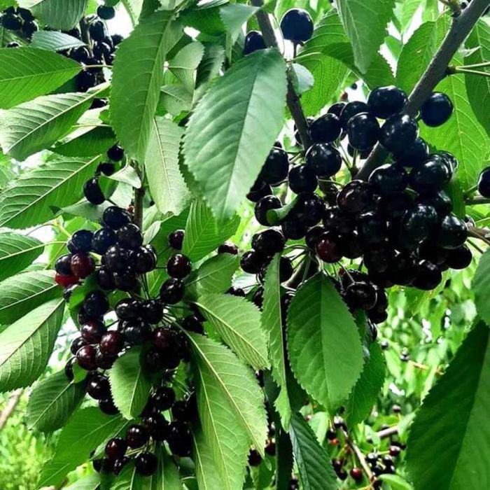 Cires Stella, regina fructe mari, anul 2 sau 3. calitatea 1!Livrare RO