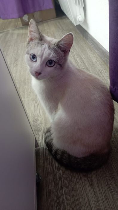 Отдам в добрые руки