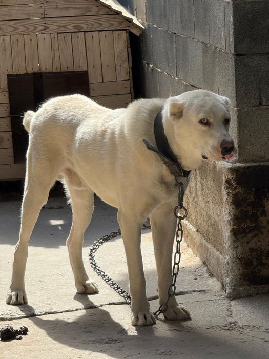 Щенок 1,5 месяца