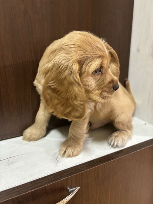 Кокер шпаньол малки кученца