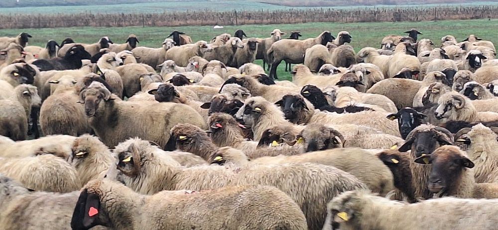 Vând oi din ales 50 din 200