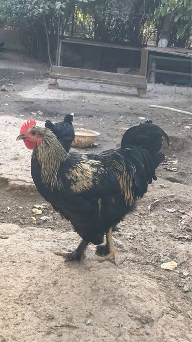 Брама, жерси хўроз товуқлар сотилади, нархи 500000 сўмдан, келишамиз