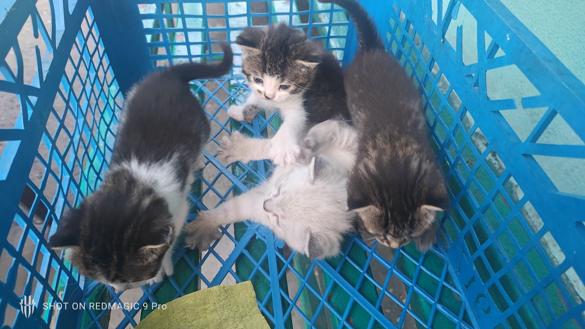 Хорошие котята ищут дом