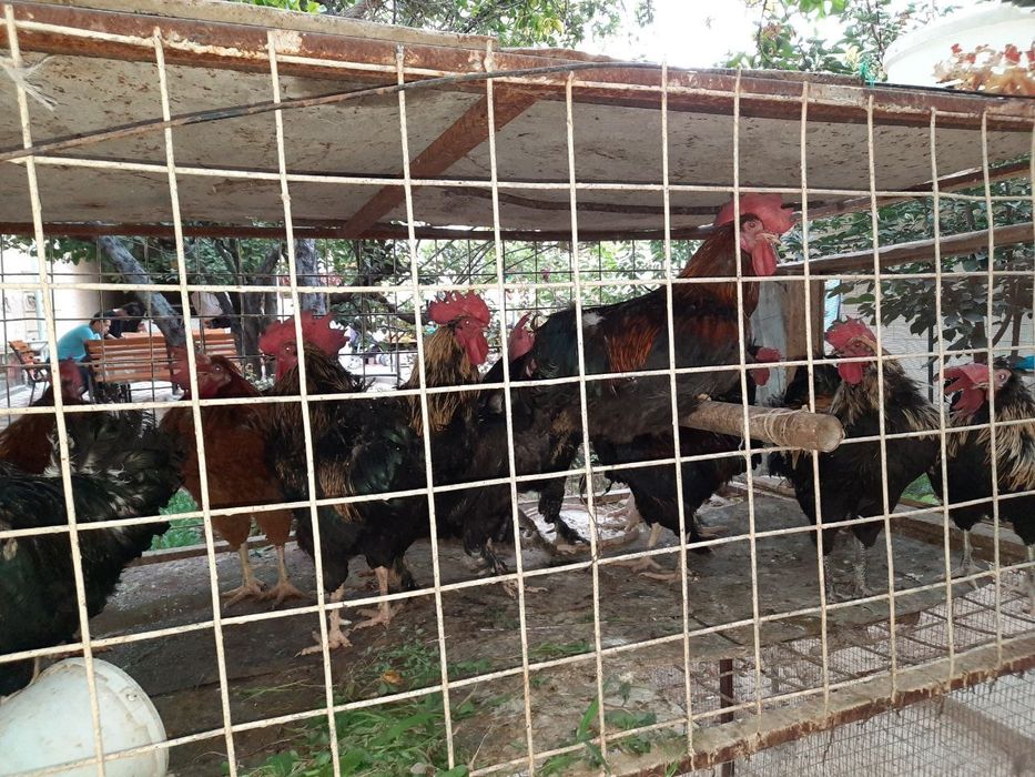 Quyon va joja xoroz gowtlari sotiladi