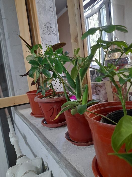 Скидка!!! Растения+горшок Gul+tuvak