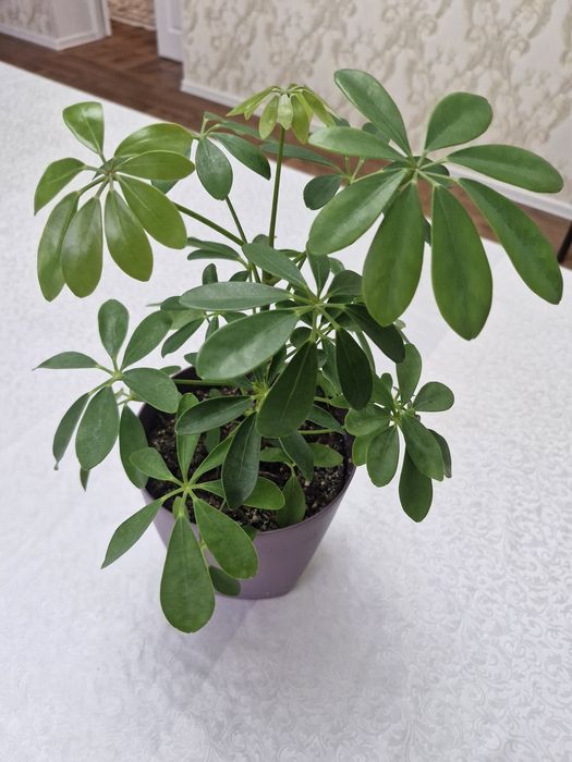 Продам шефффлеру