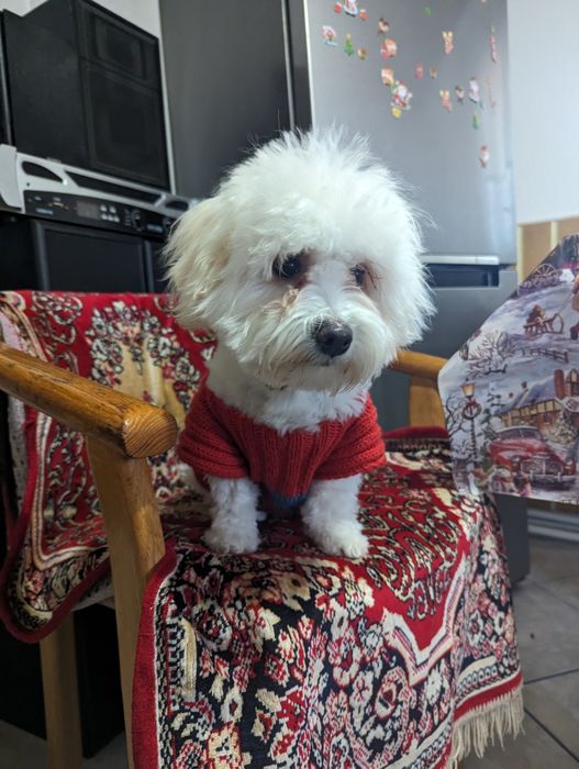 Vând bichoni capucino 400lei negociabil