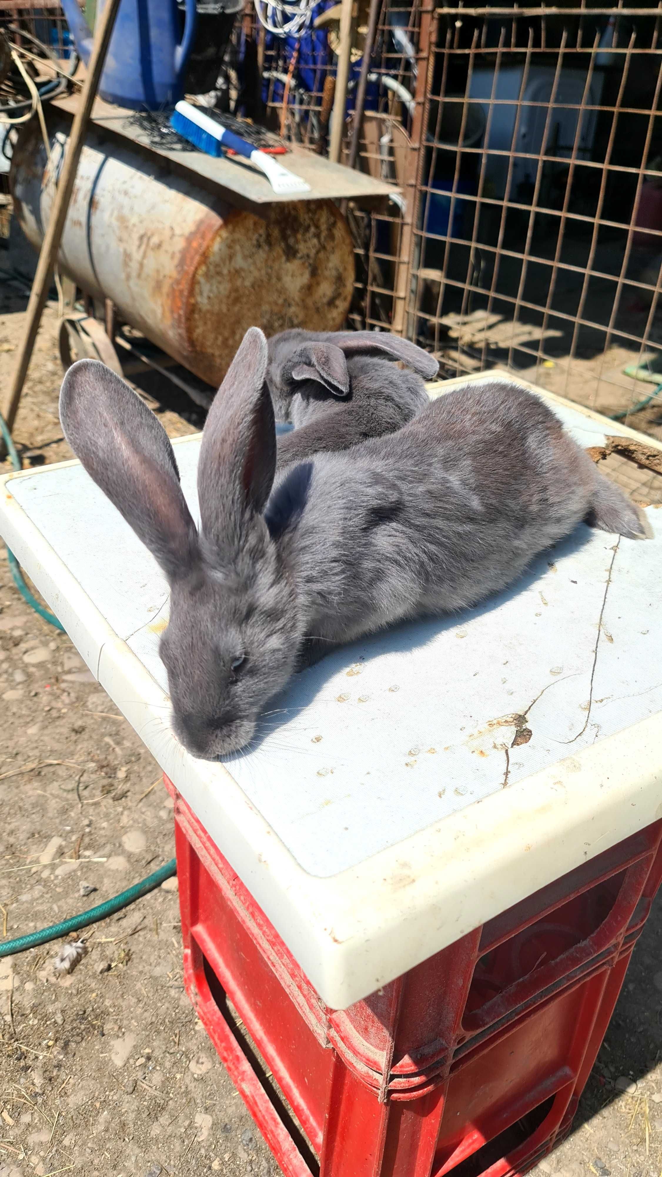 Iepuri tineret fruture albrastru si floreni