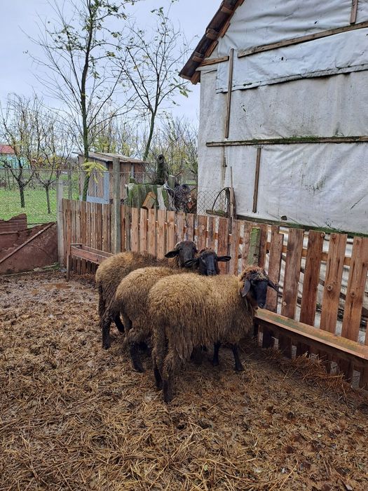 vând 9 miele și 1 berbec  mielele sunt gestante