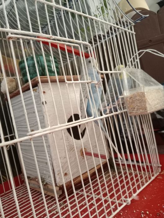 Vând peruși cu Colivie,cuibar, accesorii,os de sepie și mâncare