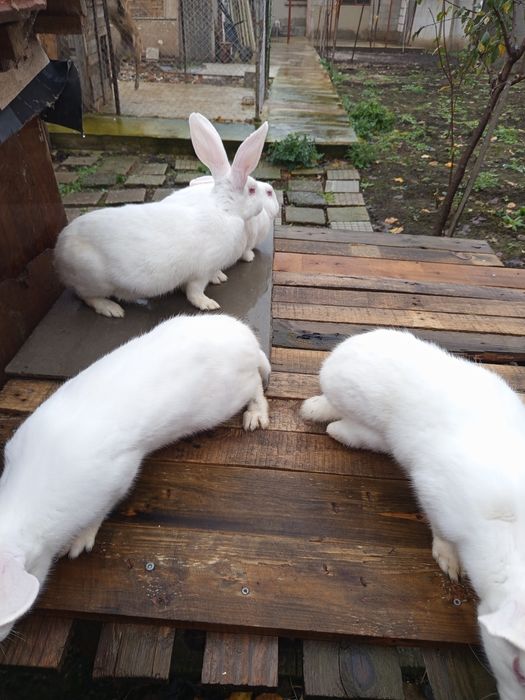 Животни-Зайци!!!