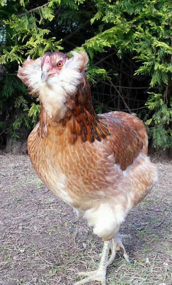 Oua fara colesterol