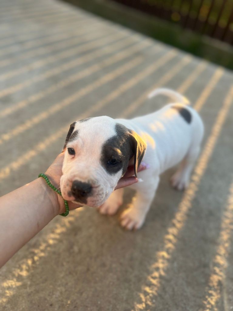 Pui American Bully