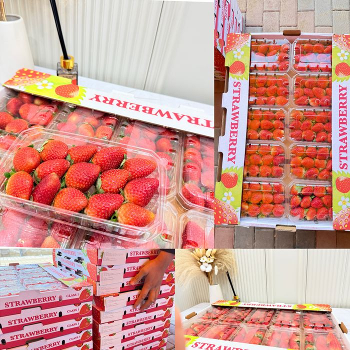 Клубника Египет 15000