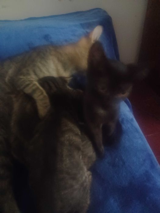 Donez pisoi, 2 luni si jumatate