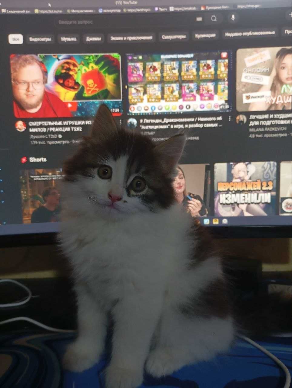 Котёнок Сибирский