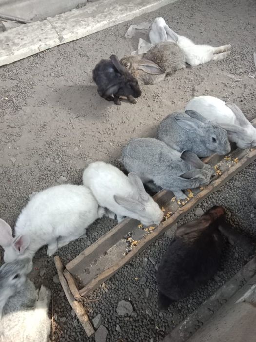 Срочно продам кроликав