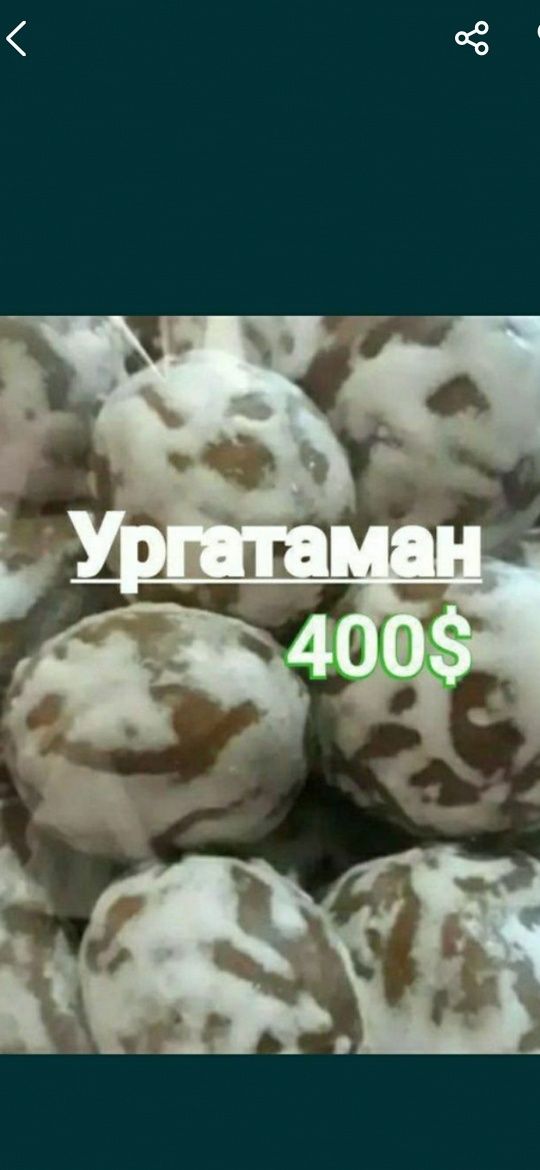 Ургатамиз прайник баронские