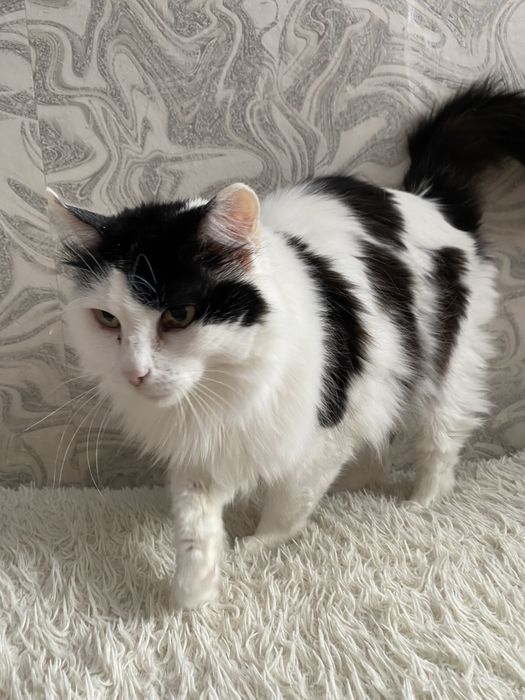 Отдам в добрые руки, кошечка 3 года