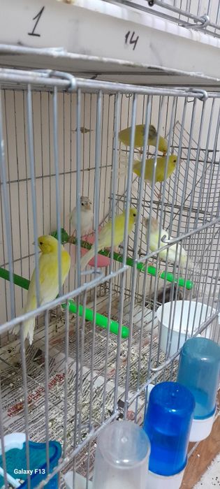 Modala sotilad kanarekala.