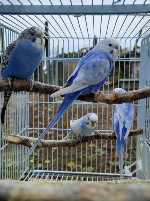 Papagali Peruși frumoși