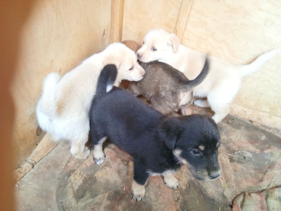 Отдаем даром в добрые руки