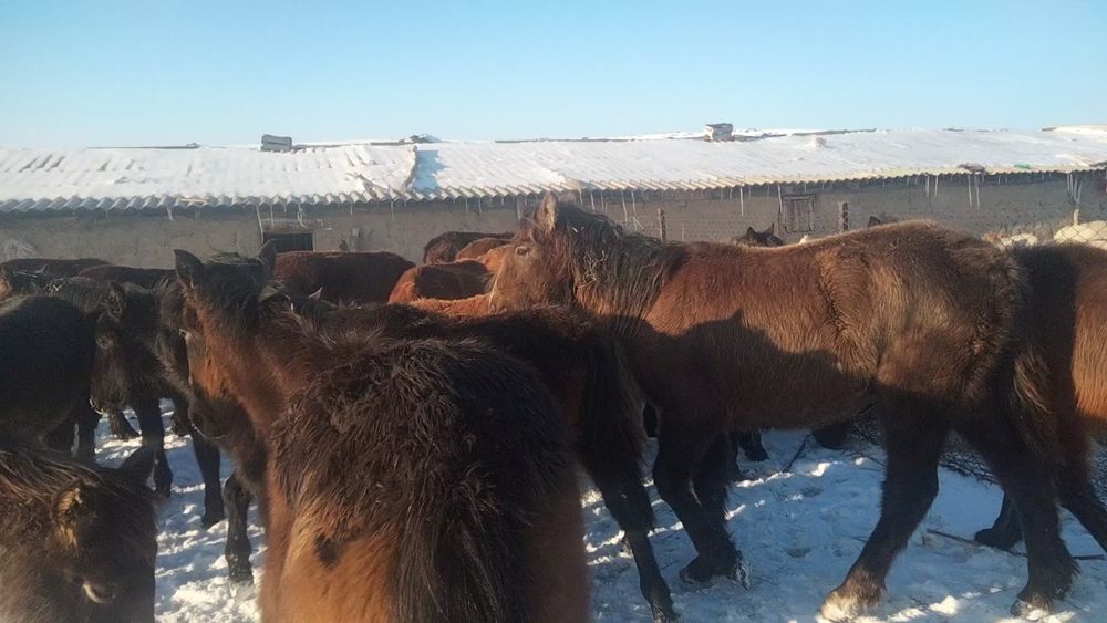 55 бас тай сатылады