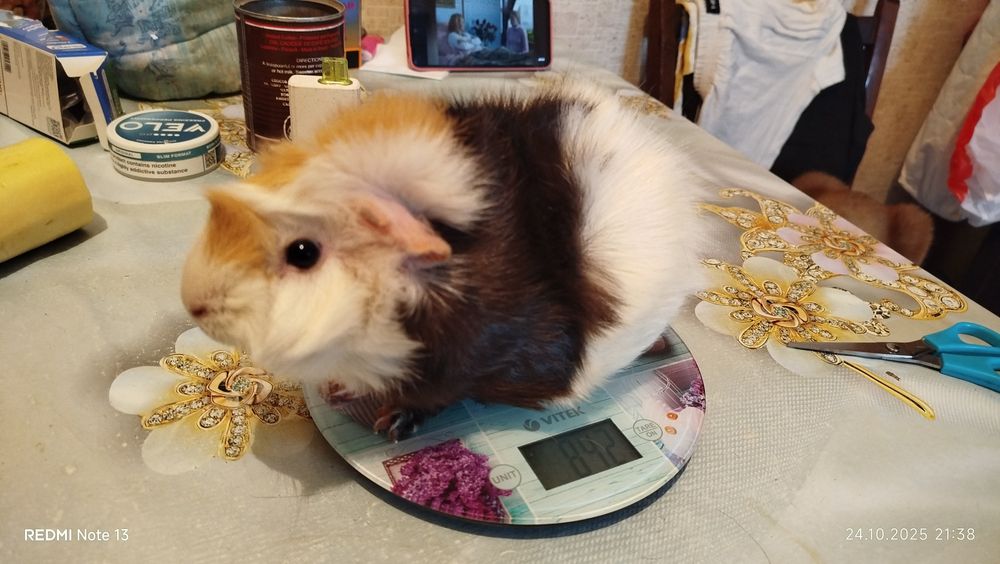 Морские свинки домашние