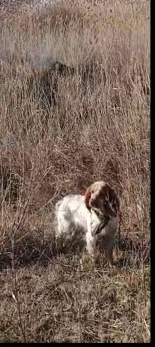 Продам спанелья сука