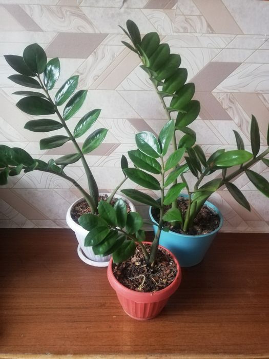 Цветы для дома и офиса. Замиакулькасы. Евро дерево