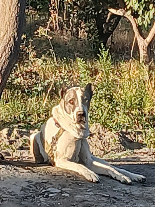 Alabay erkak yoshi 4 yoshar