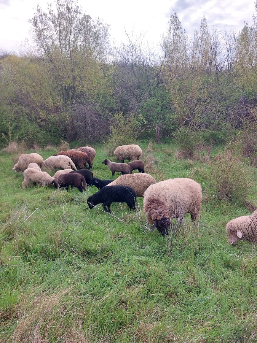 Vând 5 sau 8 oi tinere , 3 merinos și 5 metis carabas cu sufolk