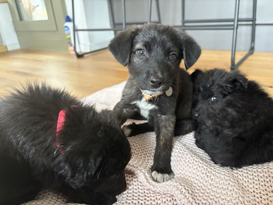 Cateluse spre adoptie