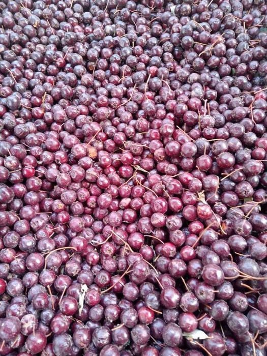 Продам Боярку (Боярышник)
