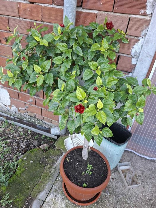 Продава се Растение дърво  Роза